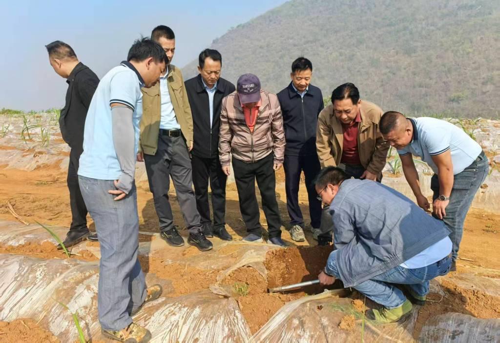 查看新植出苗情況.jpg 查看新植出苗情況.jpg